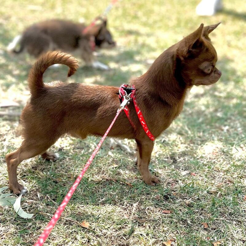 Socialización en Chihuahuas 🐾